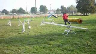 Kelpie Pea Agility the first year 2010.wmv