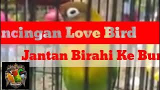 Pancing love bird jantan birahi ke bunyi part 2 full