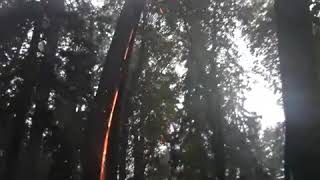 Итог попадания молнии в дерево