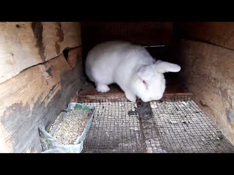 ჩემი  ბოცვრები