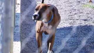 Humane Society of El Paso
