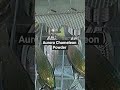 Aurora Chameleon Powder for fishing and bait making #fishing #fishingtips #fish #bass #crappie