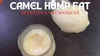 How To Make Camel Hump Fat Benefits & Techniques