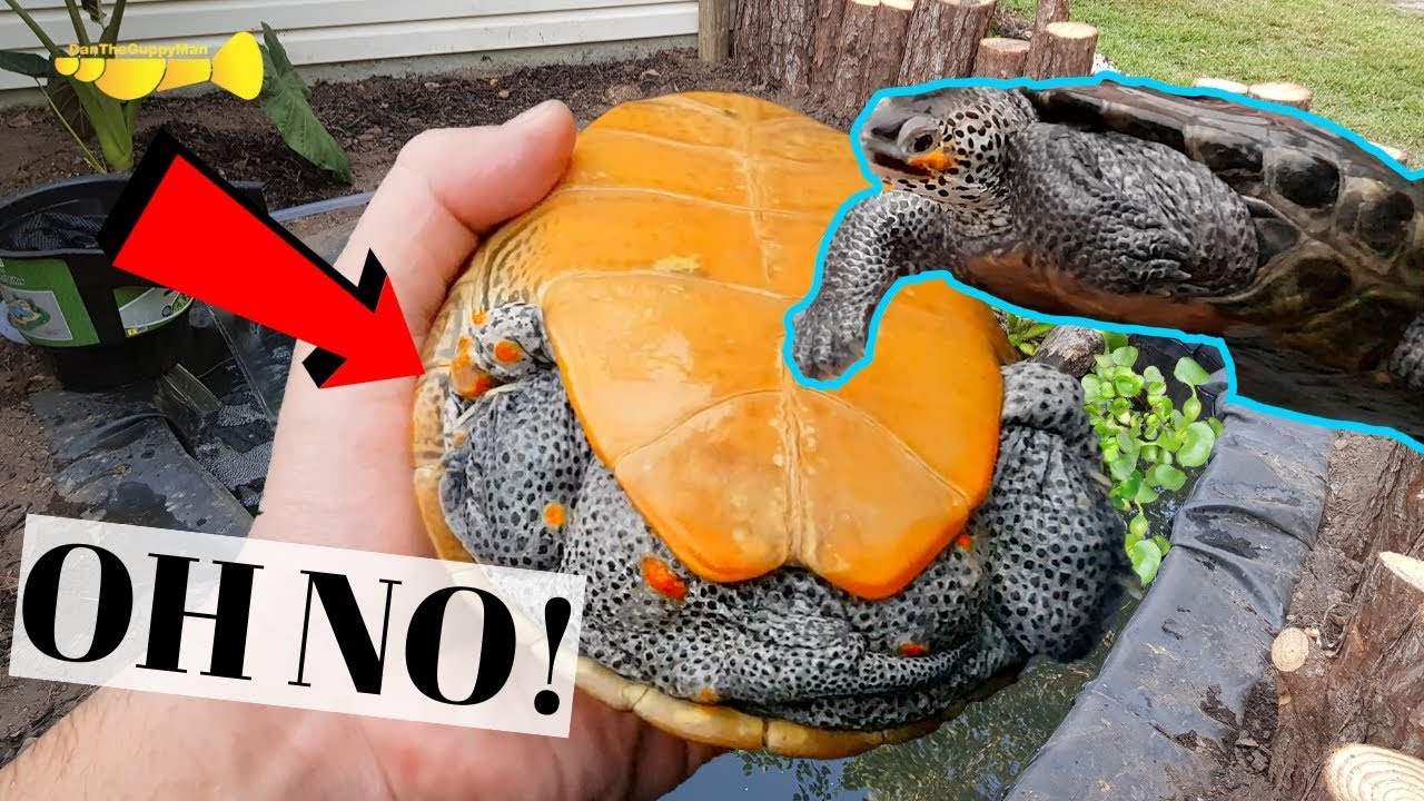 baby turtles for sale Diamondback Terrapin FUNGUS! | Pond Update + Treatment