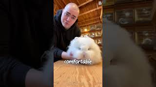 Inside rabbit farm adorable rabbit 🐇🐰  #cuteanimals #animalsanctuary #rabbitsofinstagram
