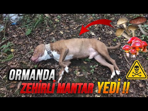 Video: Köpeklerde Mantar Zehirlenmesi - Köpekler İçin Zehirli Mantarlar