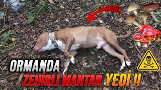 Boyka Ormanda Zehi̇rli̇ Mantar Yedi̇ (Son Durum Ne?)