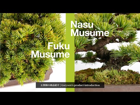 商品紹介】八房の那須娘・福娘を印南行雄がご紹介【北盆】 - YouTube