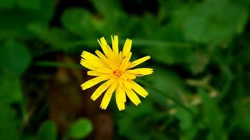 31- سورة لقمان بصوت الشيخ ماهر المعيقلي بجودة عالية