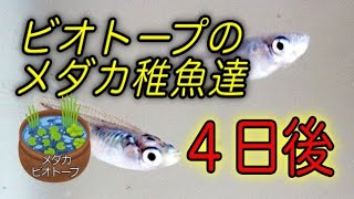 【メダカ屋外ビオトープ導入４日目】ボーッと眺めるだけの動画www.  稚魚達は元気です！