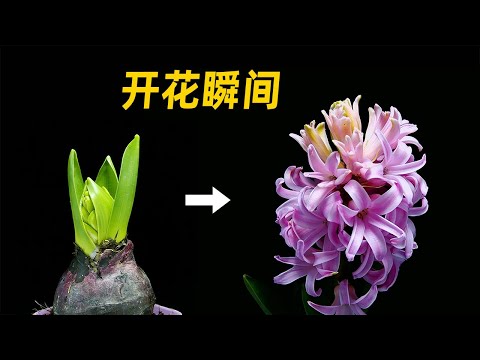30天 风信子开花过程 两支花剑连着开 Flowering process of hyacinth in 30 days