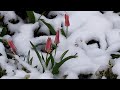 Центр Трускавця засипає снігом 14 квітня 2021 р. Нарциси, магнолії і тюльпани під снігом