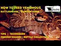 How-to Feed Venomous Snakes | Feeding Rattlesnake Collection