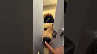Silly dog daily moments, meoj 🐶 #dog #funny #doggielife