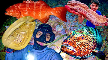 Kinh Hoàng Phát Hiện 100 Con ĐĨA BAY Di Cư | Cá Mú Đỏ 1 Triệu 1 KG _ Loài Ốc Khổng Lồ