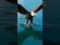 The Perfect Eagle Dive Ever Captured 😱 #photography #nature #photooftheday #dilse #naturephoto