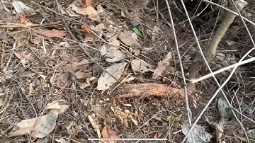 Cứu cây Sim rừng quái dị sđt 0793215680