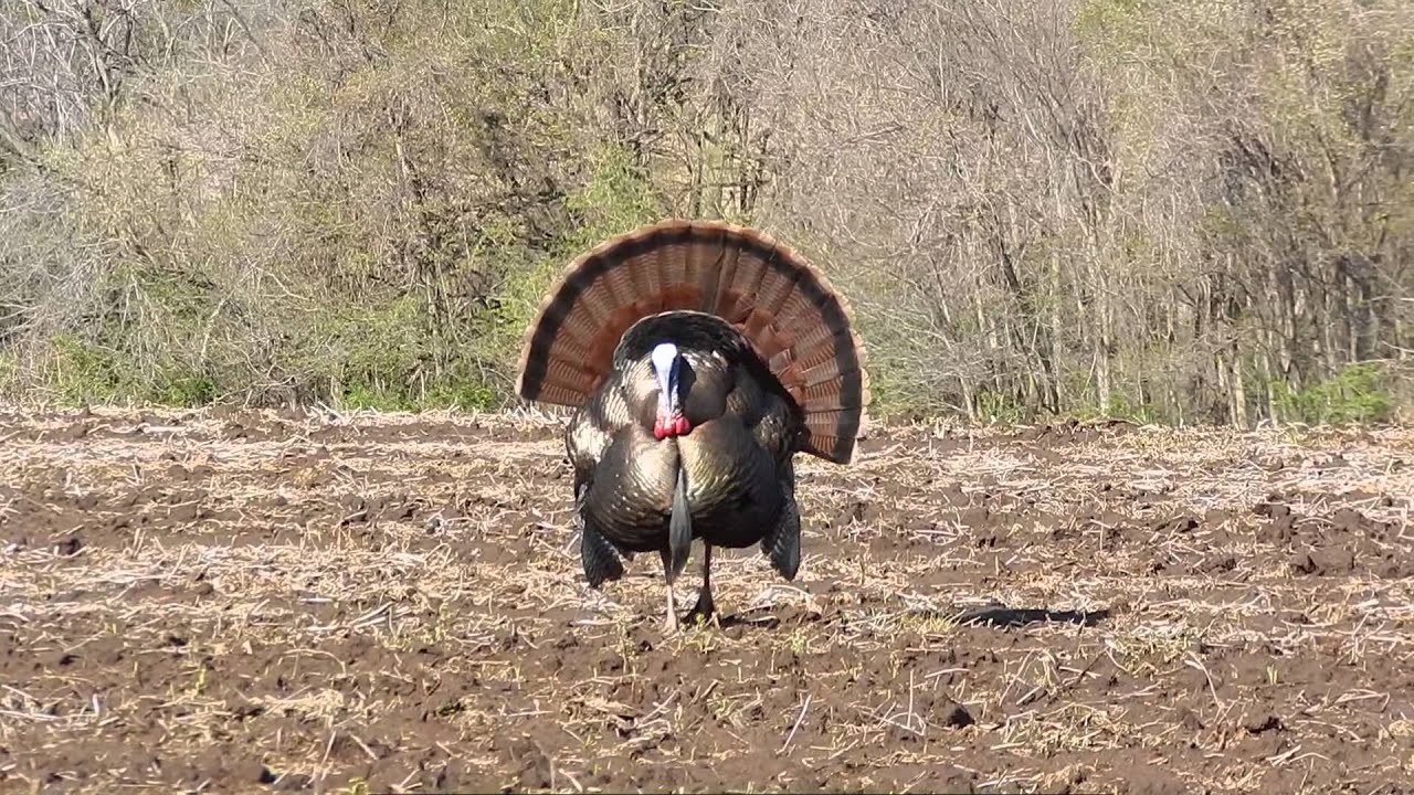 Missouri Turkey Hunting 2014 Video 1 YouTube