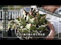 【アガベ春の植え替え完全版】植え替えの方法や手順、使う物などをご紹介