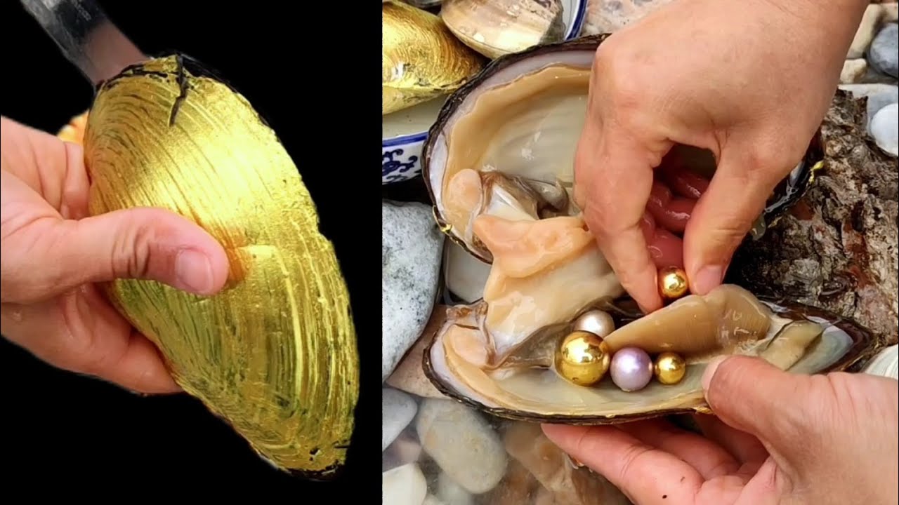 Atlantic gold pearl shells occur in abundance. Perfect! Get many golden  pearls at once 