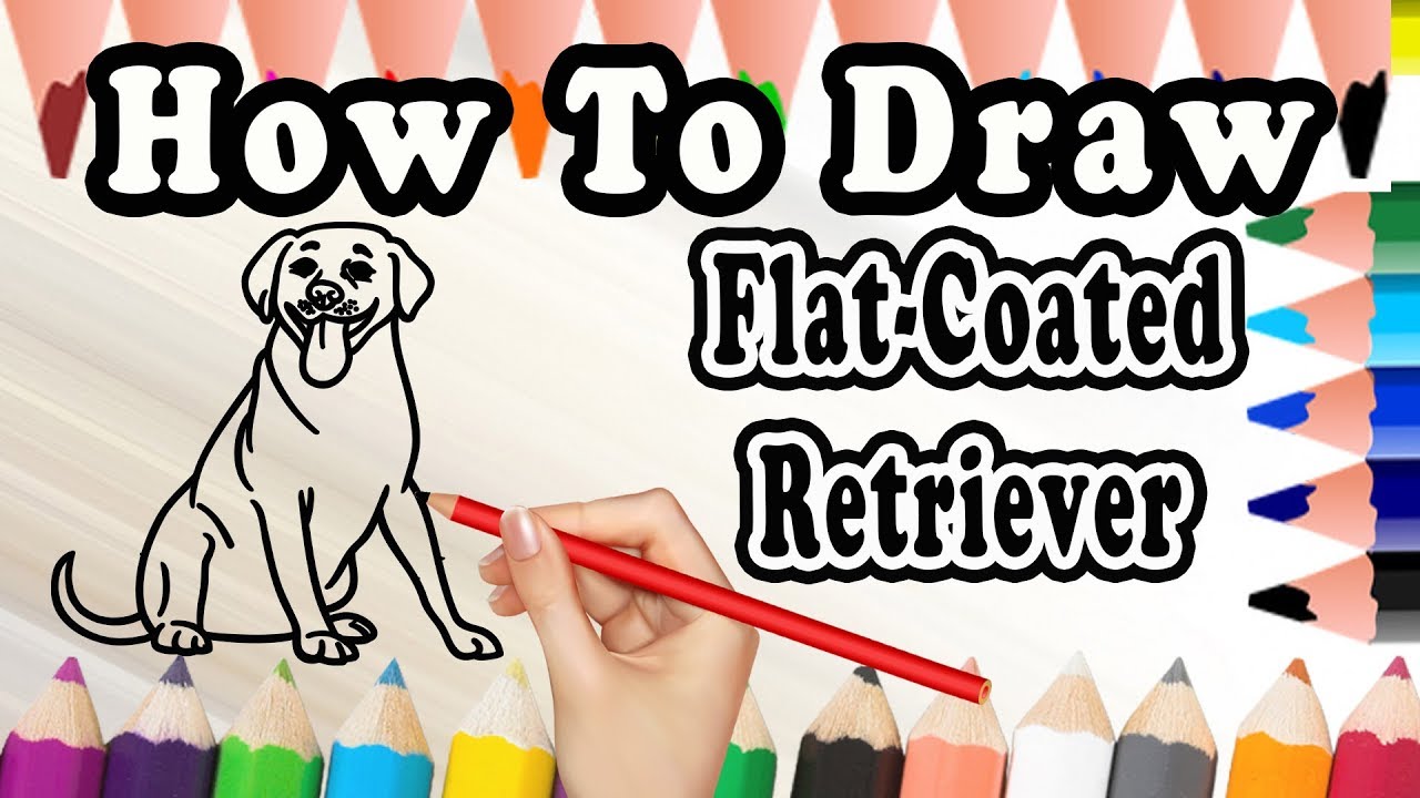 how-to-draw-a-dog-drawing-step-by-step-flat-coated-retriever-dog