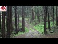 💧[4K] 한적한 전나무 숲 길에 내리는 빗소리 ASMR | Rain sounds | 잠 잘때 듣기 좋은 비내리는 소리 | 비오는 소리 | 자연의 소리 | 불면증 | 숙면
