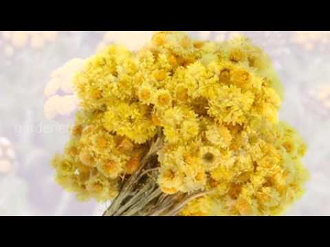 Video: Xrizantema tojining o't pufagi belgilari - toj o't kasalligi bilan og'rigan onalarni davolash