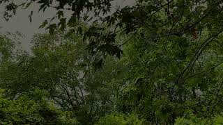 Quiet Rain, Forest Rain, Relaxing Rain,calming sounds of Nature