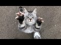 Встреча с милым котиком в Тайгане! Meeting a cute cat in Taigan!