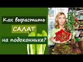 Как вырастить салат на подоконнике?