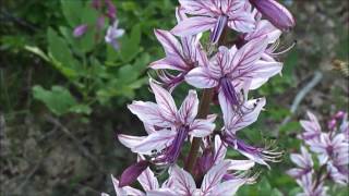 Ясенец Кавказский расцвёл / Dictamnus caucasicus bloomed