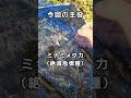 友達とミナミメダカ採集しに行った #shorts