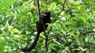 Mono pichico (Saguinus fuscicollis - saddle-back tamarin) Mono pichico (Saguinus fuscicollis - saddle-back tamarin) en limón frente del Meliponario Melipona, Tarapoto, Peru Enero 28, 2017