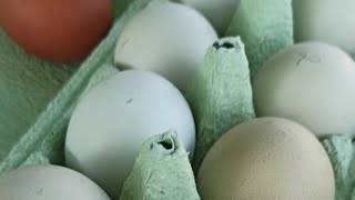 Купила голубые яйца 🥚💙 Чем меня не устраивают мои куры с голубым яйцом🤔