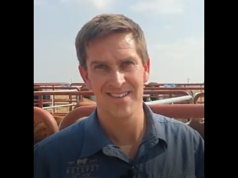 Hotspot Cattle Droughtmaster en Boran Veiling 2020