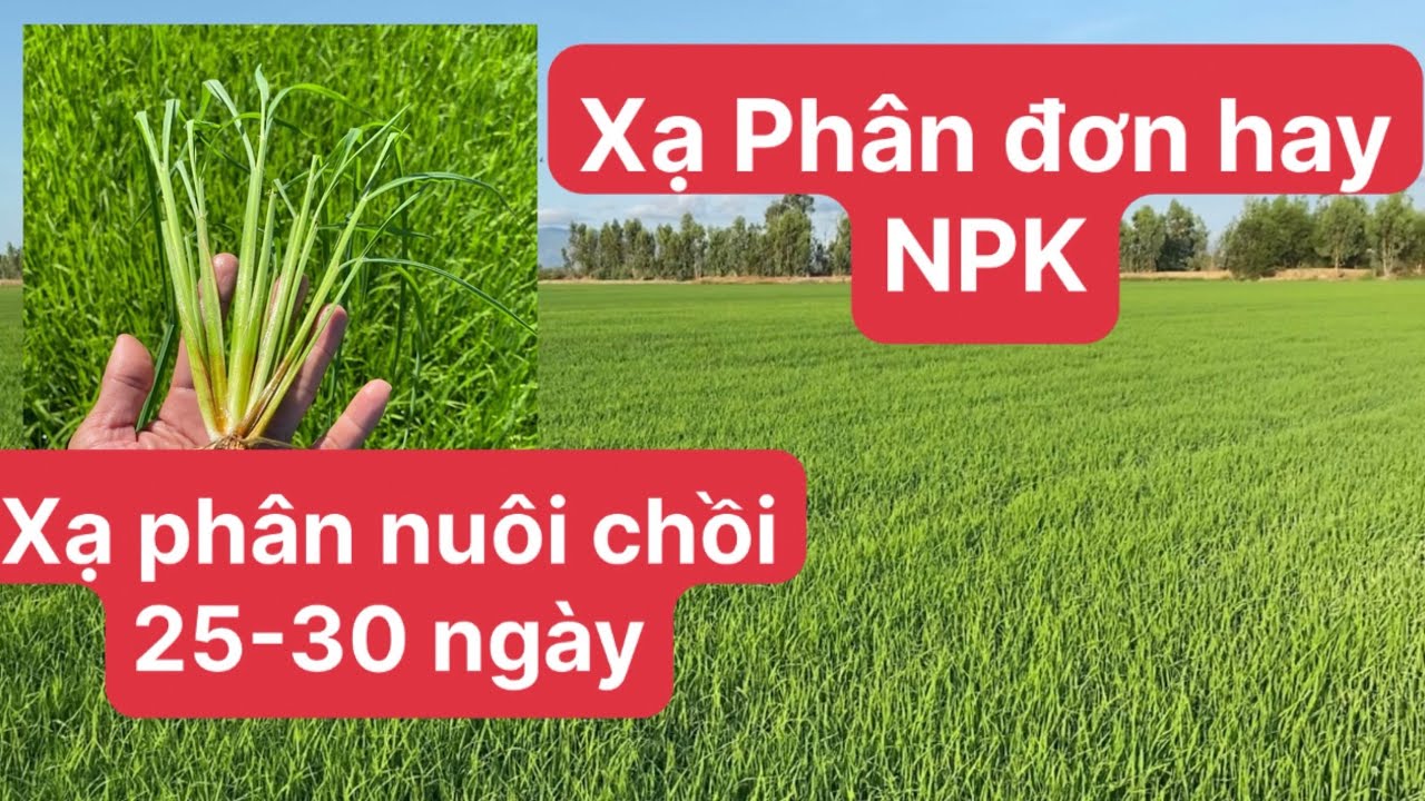 Kỹ thuật xạ phân nuôi chồi 25-30 ngày. Phân đơn hay NPK, có nên sử dụng Paclo giai đoạn này không ?