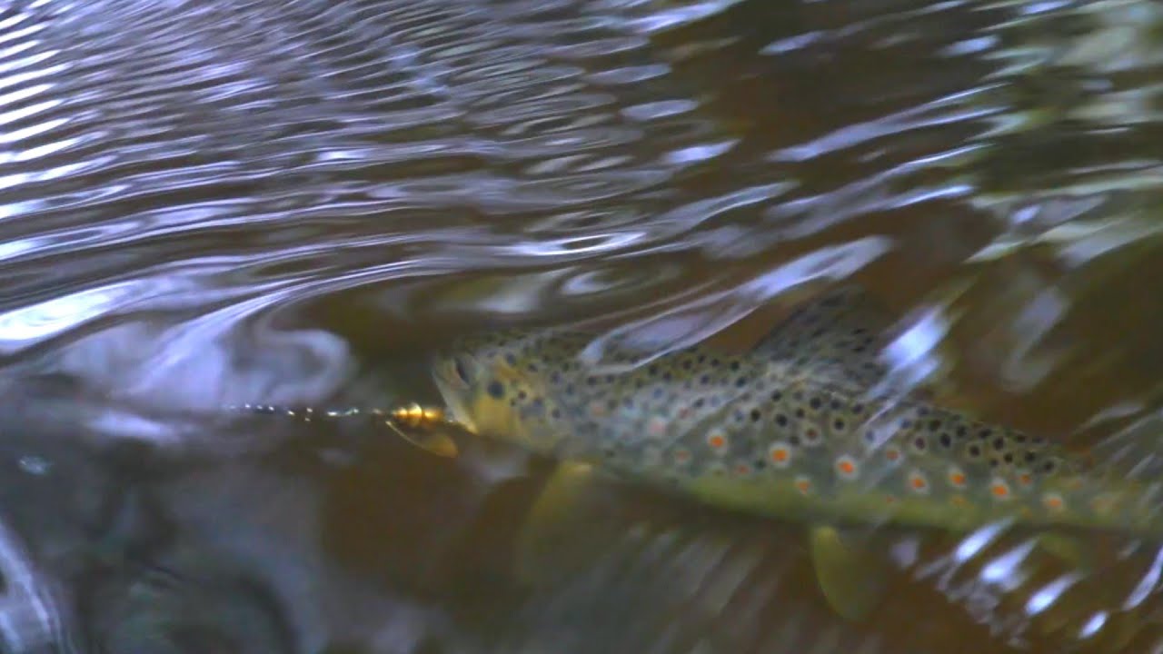 Малые реки . Ловля форели.