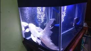 ikan koi platinum selayer tumbuh besar di aquarium kecil