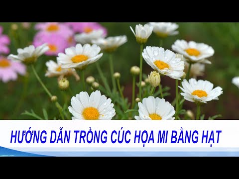 Video: Cách Chọn Giống Và Trồng Cúc Tây Trong Vườn