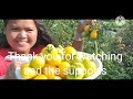 What is  pear tomato harvesting gardening   wide open transit farm