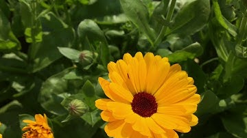 The busy bee has no time for sorrow