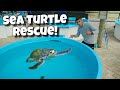 RESCUING INJURED SEA TURTLES!! *Crazy*