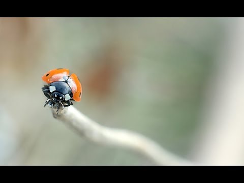 Vidéo: Identifier les œufs et les larves de coccinelles - Conseils pour garder les coccinelles dans le jardin