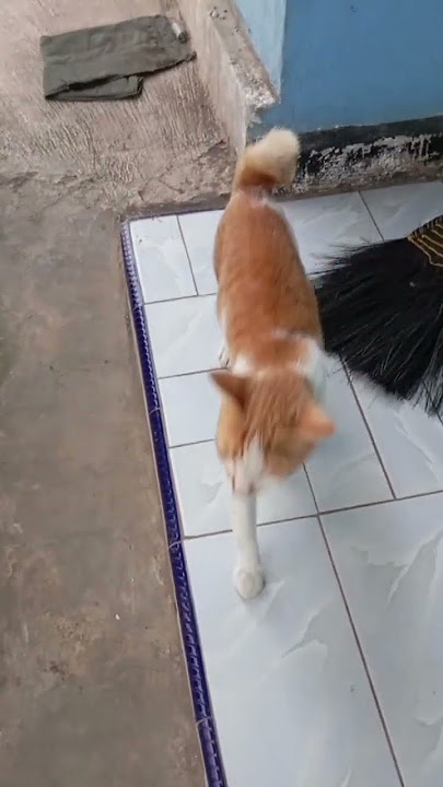 haiiiiiii oyenn 🤣🤣🤣🤣🤣🤣🤣#funnycat #kucinglucu