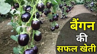 Brinjal farming |Full Video| Eggplants farming and Cultivation (बैंगन)