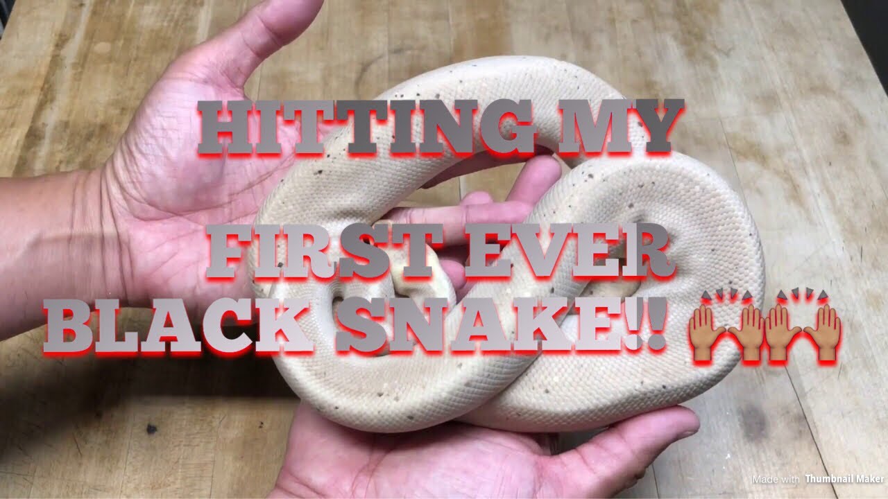 pet snakes and dogs LIGHT OR DARK?! CHOOSE A SIDE!!