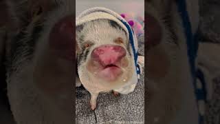 Pet Pig Loves Receiving Affection