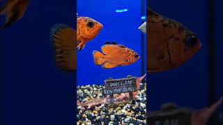 aquarium fish shorts viral short aquariumfish short viralshort subscribe