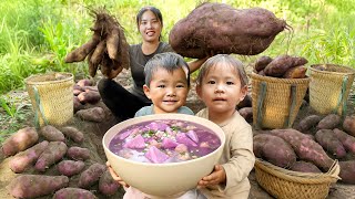 Wild yam harvesting process: How to harvest giant tuber underground to sell at the market