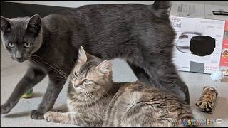 Cat siblings searching for forever home together